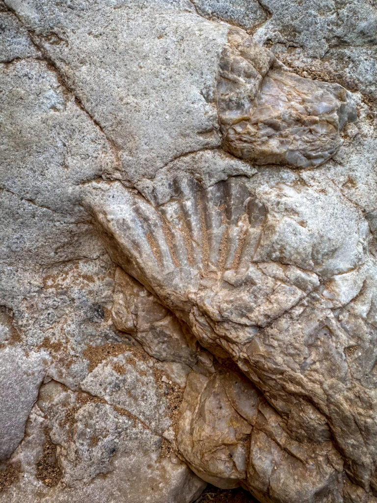 Fossil Shell Impression