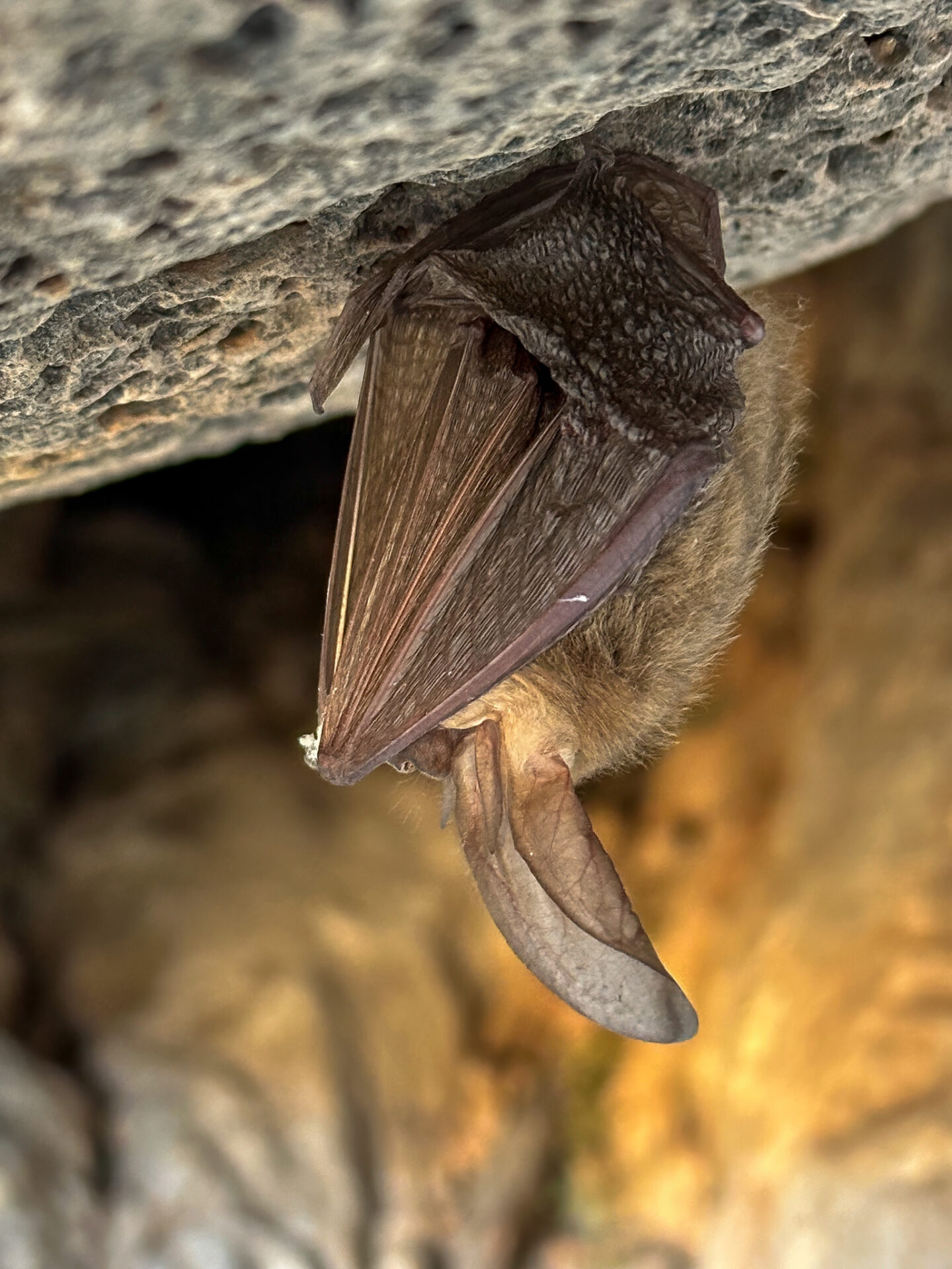 Townsend's Big-eared Bat Closeup