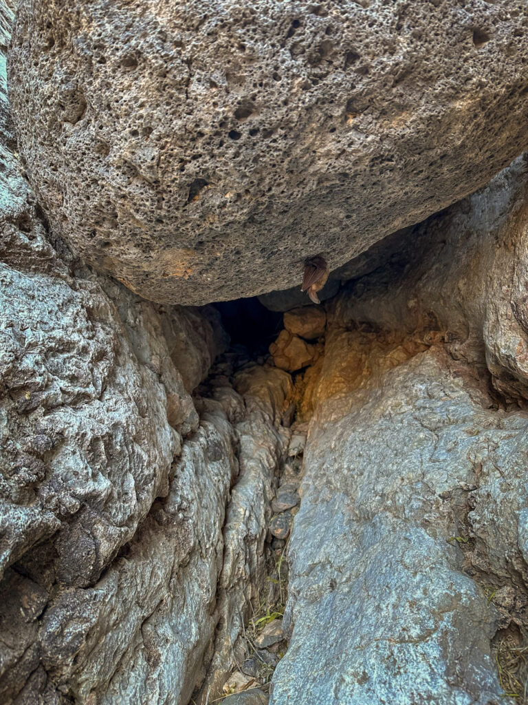 Bat Hanging from Lava Boulder