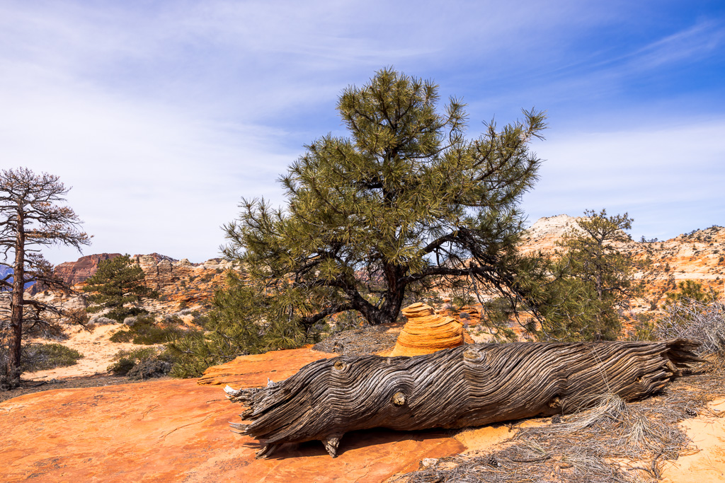 Twisted Fallen Tree Trunk