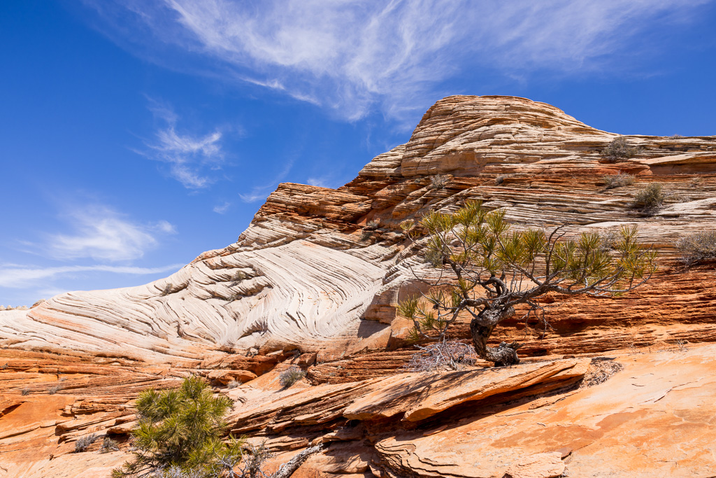 Sandstone Layers and Tree