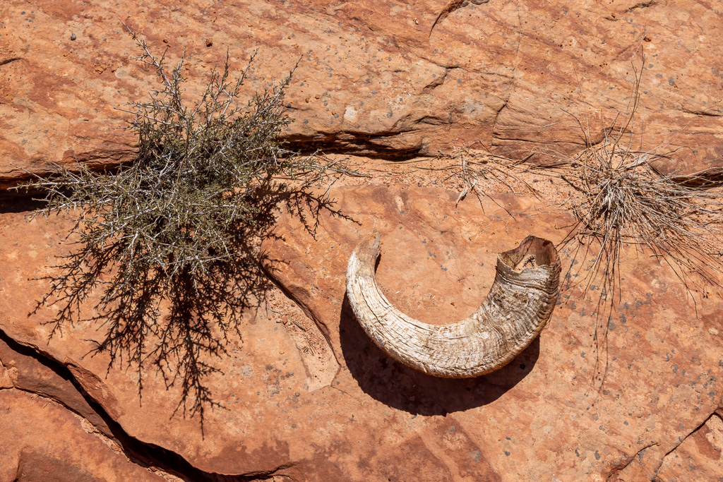Bighorn Sheep Horn