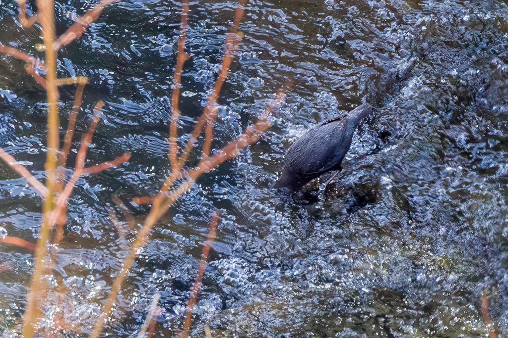America Dipper Dipping its Head into the Stream