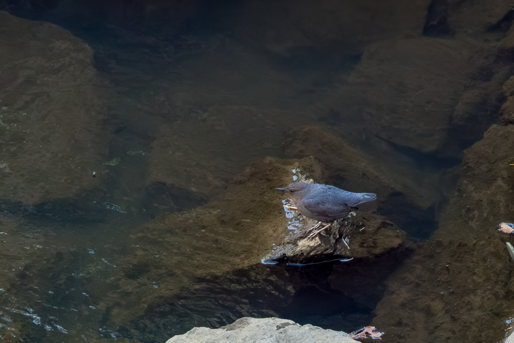 America Dipper on Rock in Stream