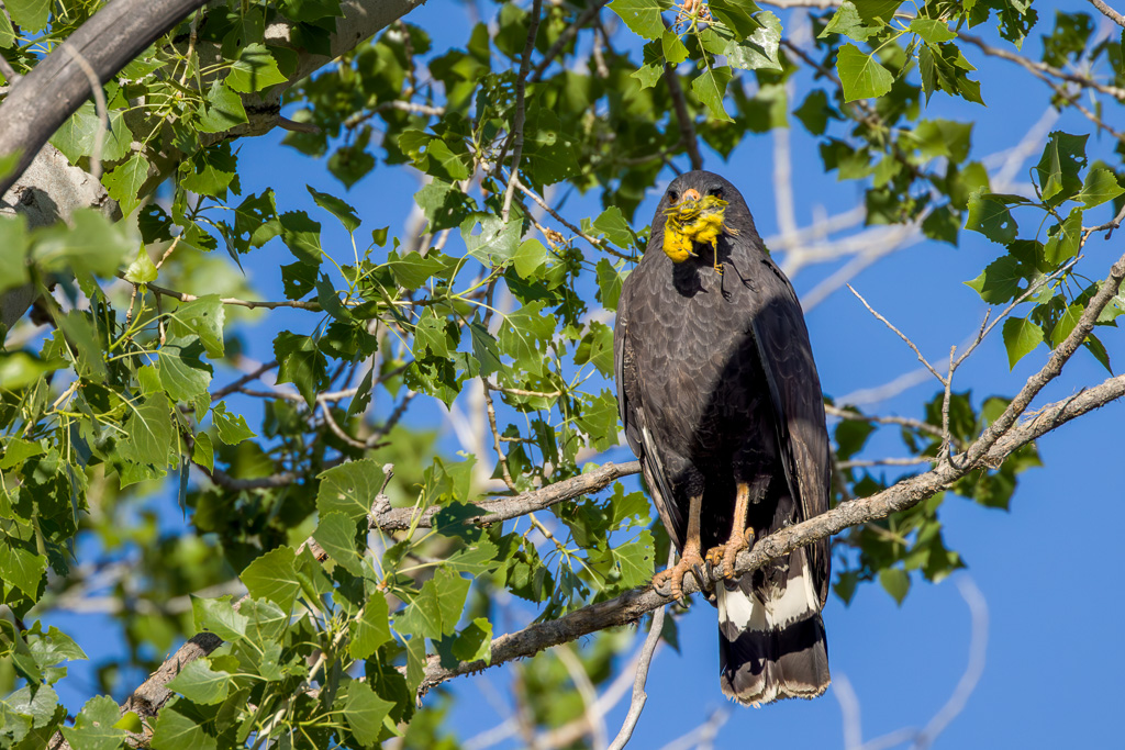 Common Black Hawk: Is that mustard on its beak?