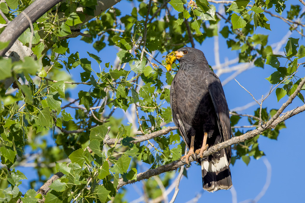 Common Black Hawk Profile View