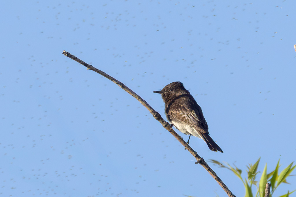 Black Phoebe with Bugs All Around
