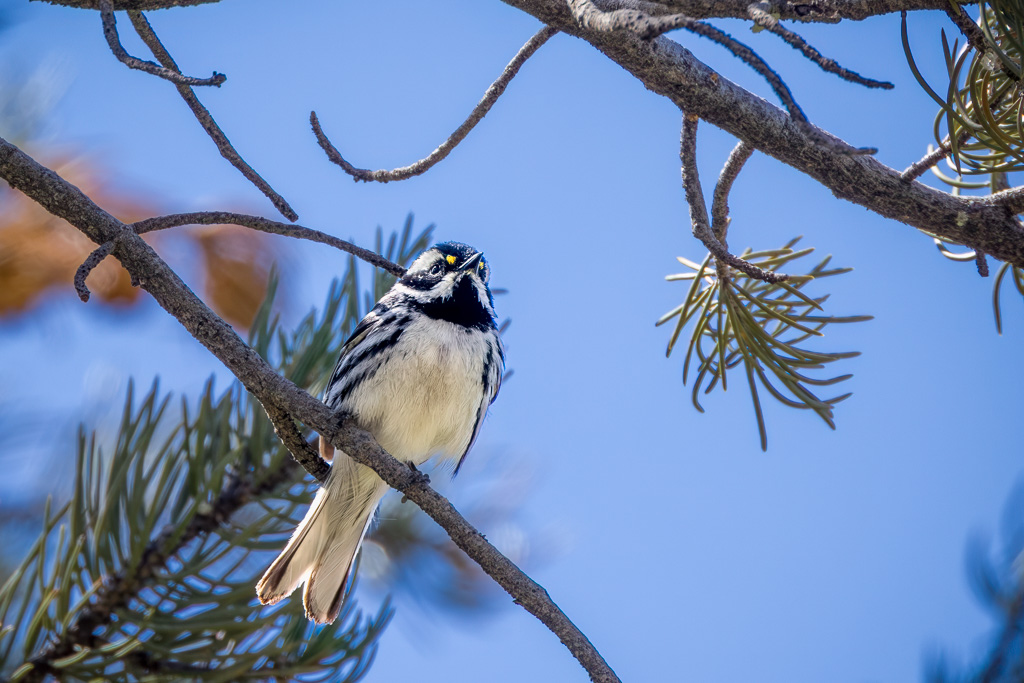 Black-throated Gray Warbler in Zion National Park
