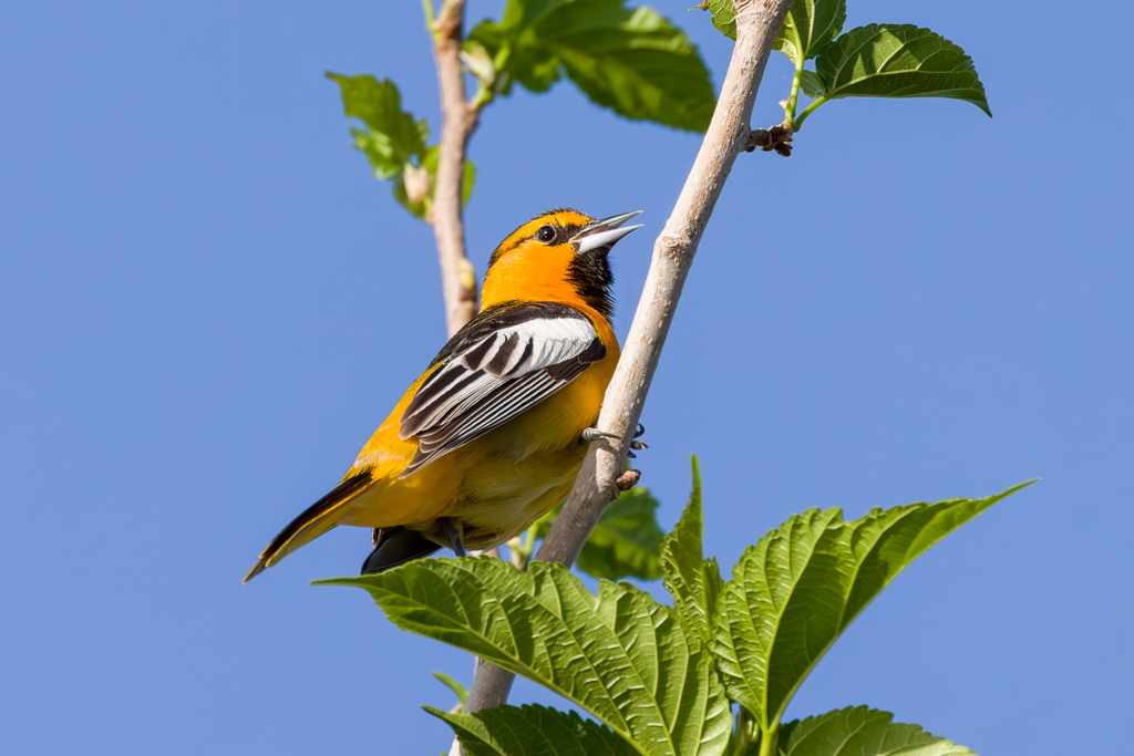 Bullock's Oriole Photo