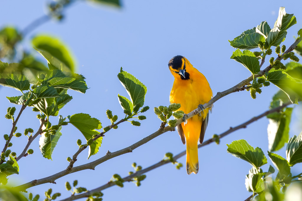 Bullock's Oriole Staring
