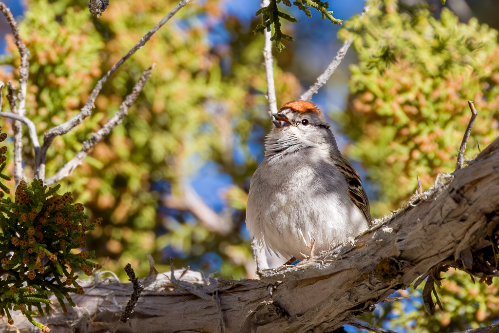 Chipping Sparrow