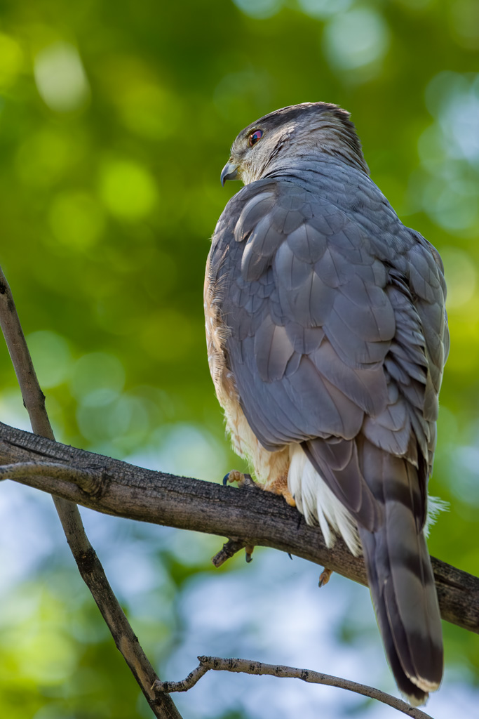 Cooper's Hawk in a Tree