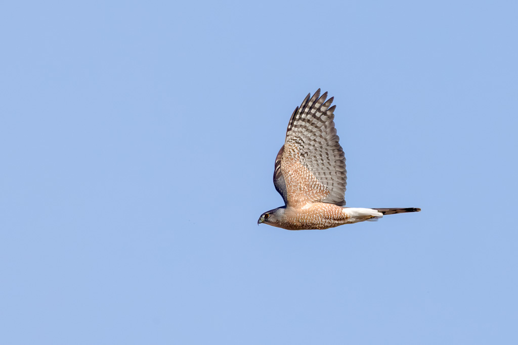 Cooper's Hawk Flying