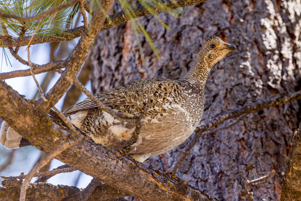 Female Dusky Grouse