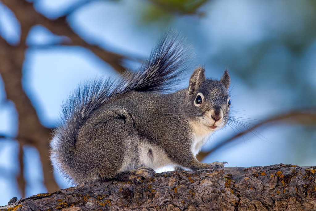 Gray Squirrel