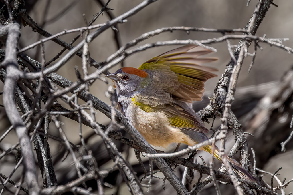 Green-tailed Towhee