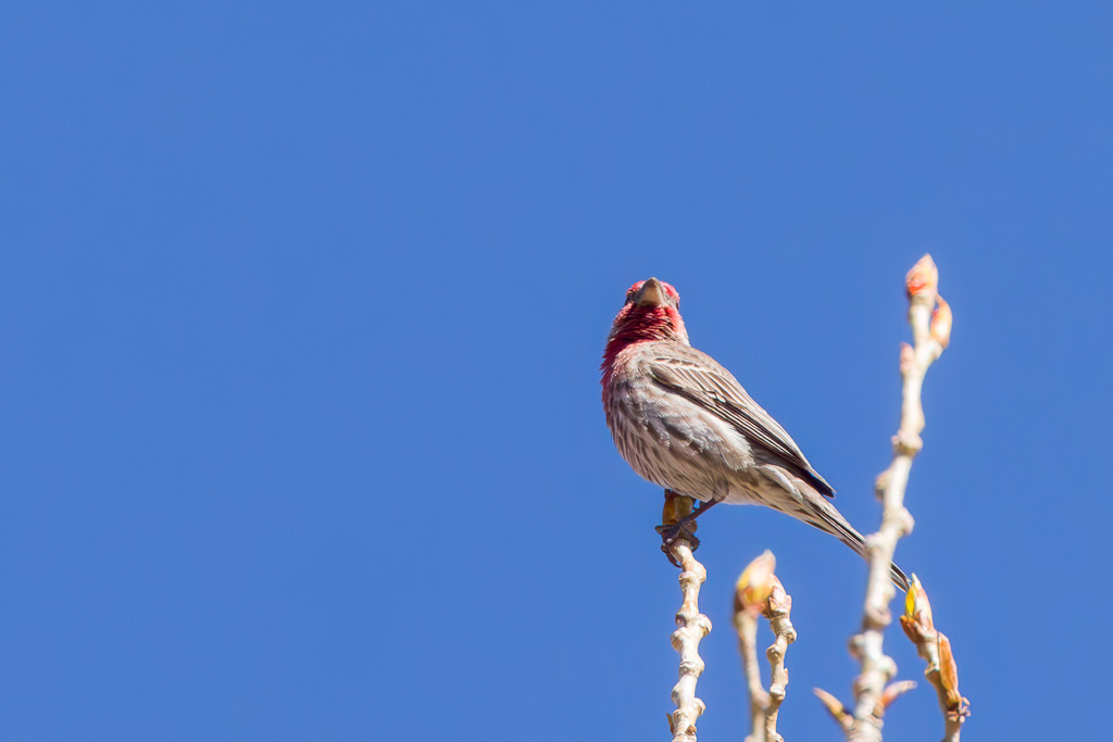 House Finch