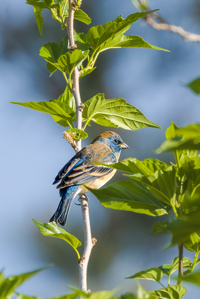 Lazuli Bunting Photo