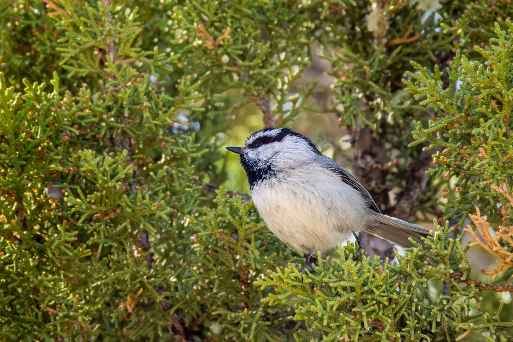 Mountain Chickadee