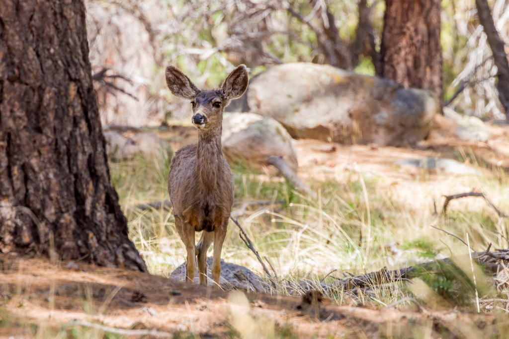 Mule Deer