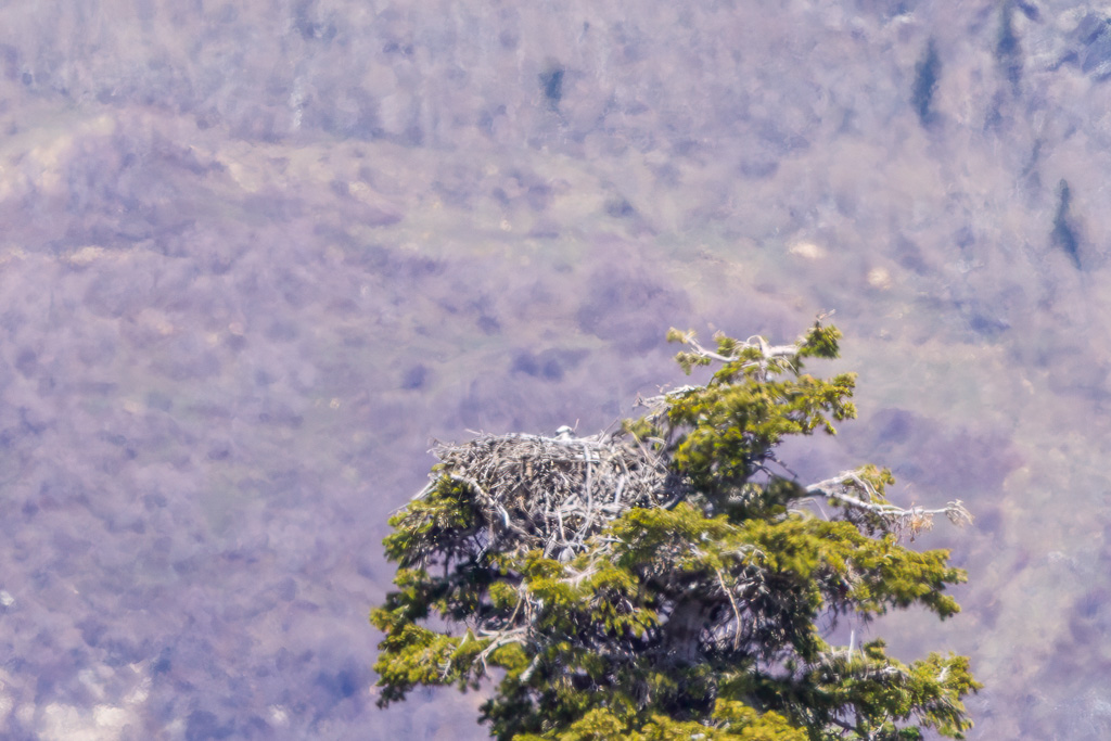 Osprey Nest with Chick