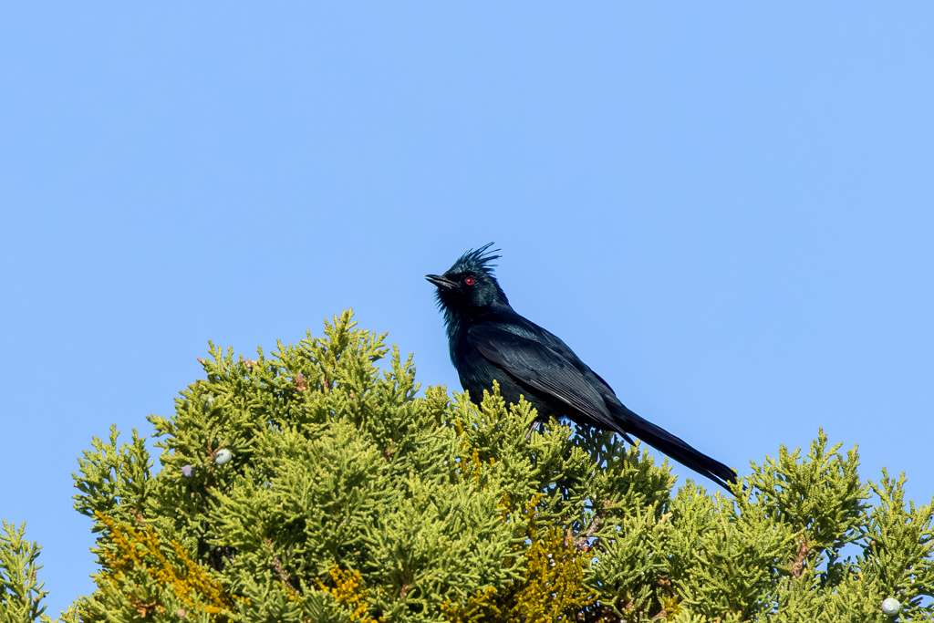 Phainopepla