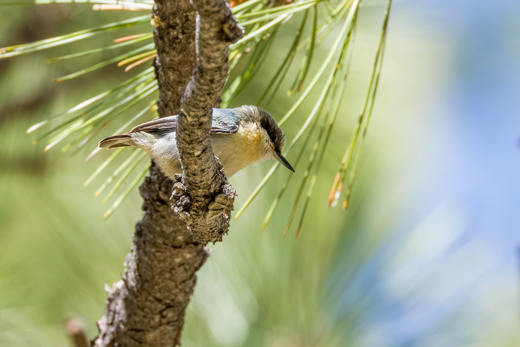 Pygmy Nuthatch Photo 1