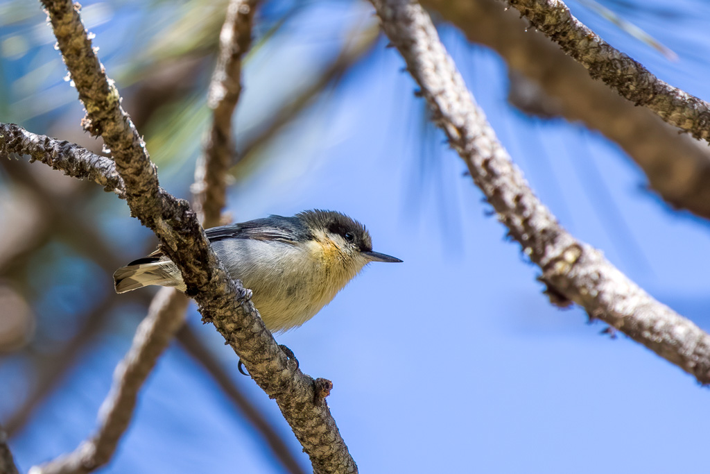 Pygmy Nuthatch Photo 2