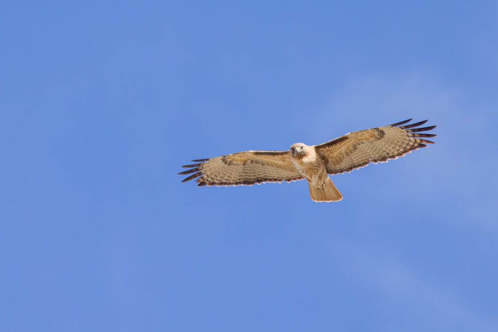 Red-tailed Hawk Flying