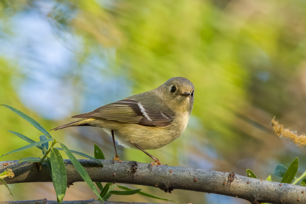 Ruby-crowned Kinglet photo