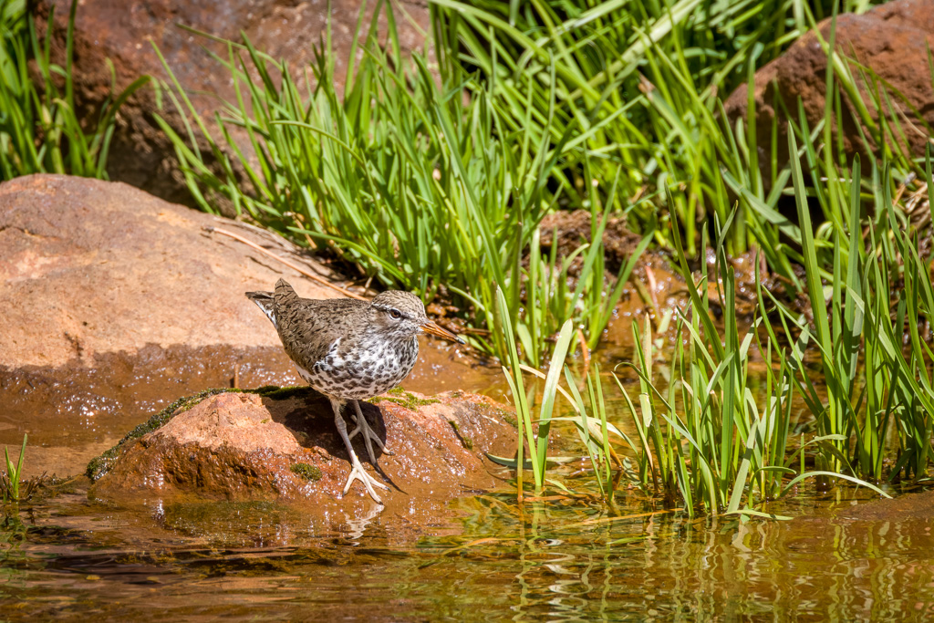 Spotted Sandpiper