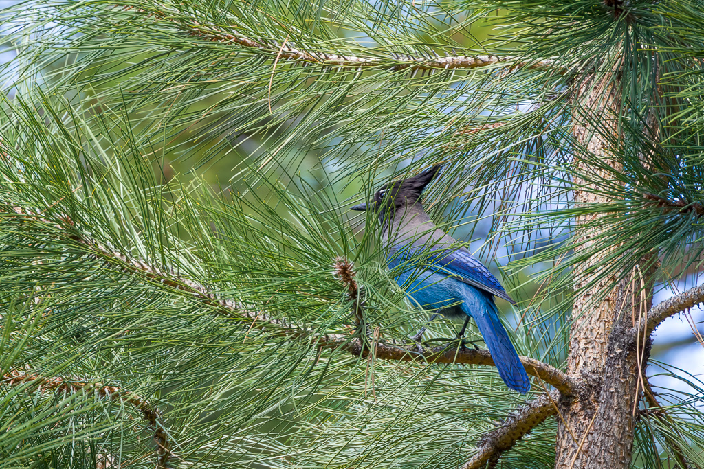 Stellar's Jay