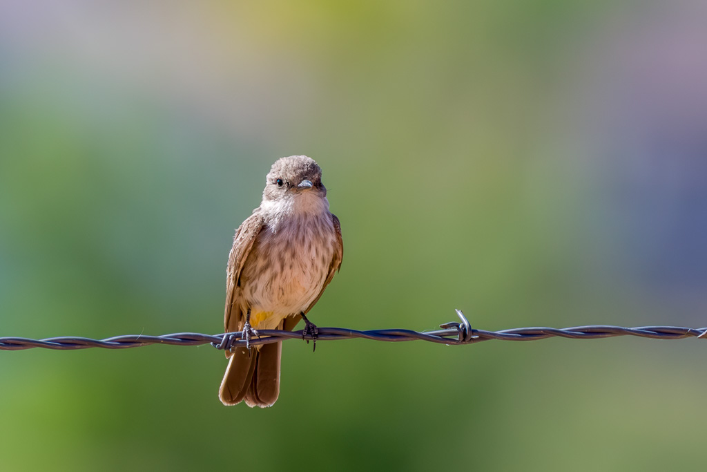 Female Vermilion Flycatcher