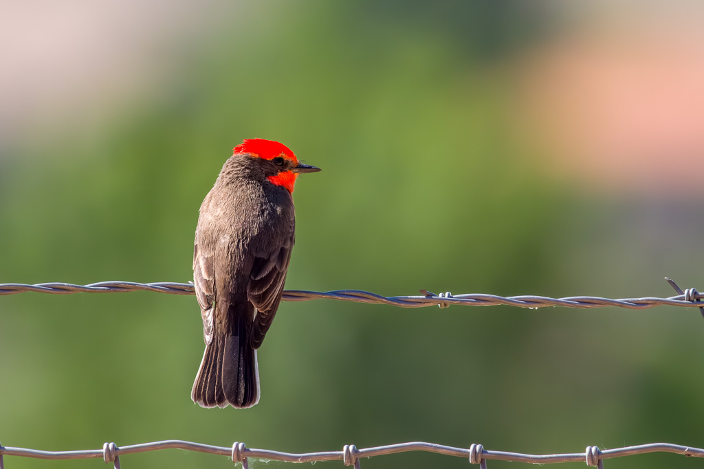 Male Vermilion Flycatcher Photo 1
