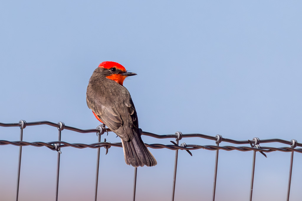 Male Vermilion Flycatcher Photo 2