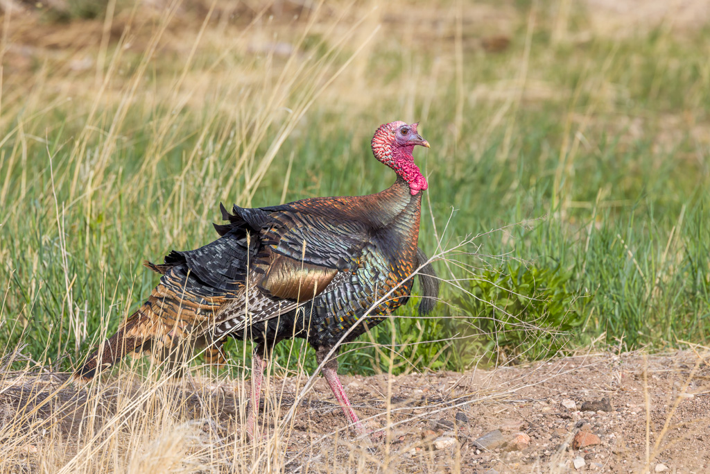 Wild Turkey Photo