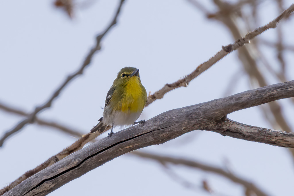 Yellow-throated Vireo Photo