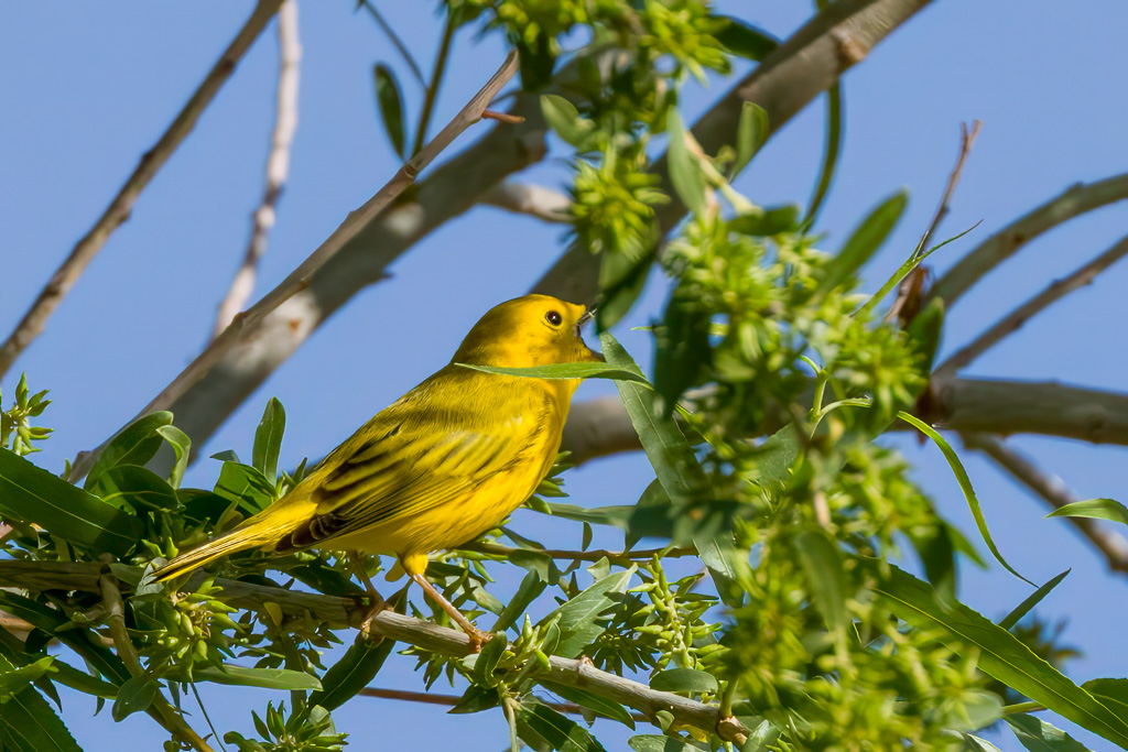 Yellow Warbler Singing Photo