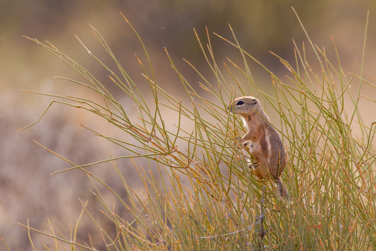 Antelope Ground Squirrel in Bush