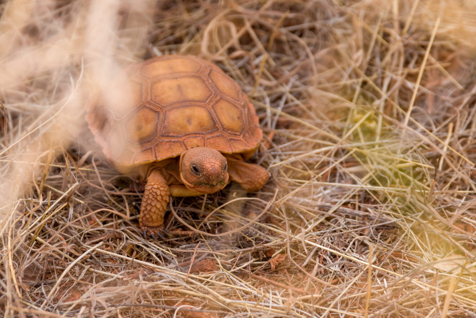 Baby Tortoise Under a Bush