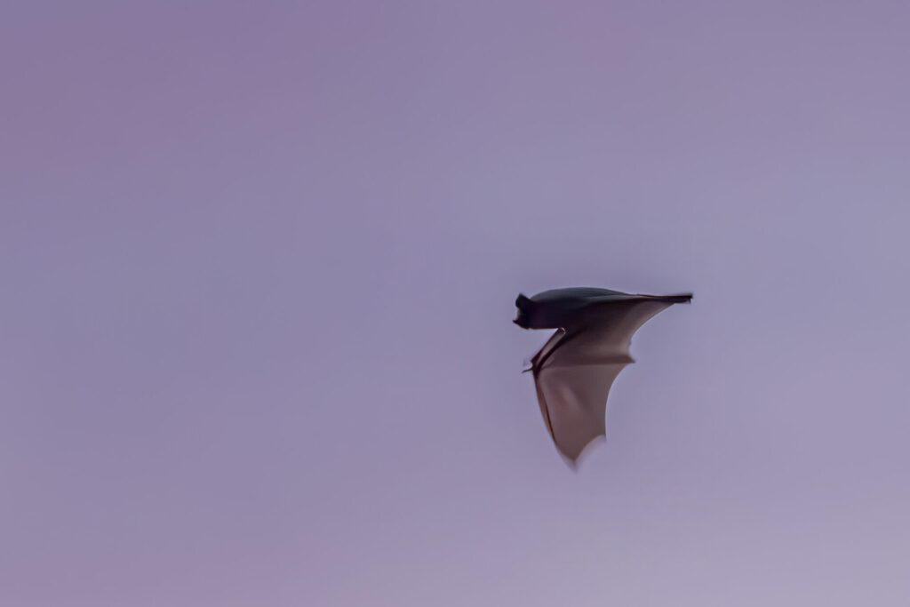 Bat Flying Against the Sunset