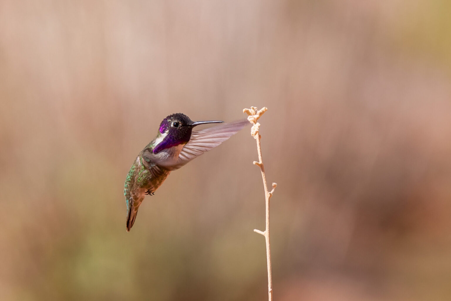 Costa's Hummingbird
