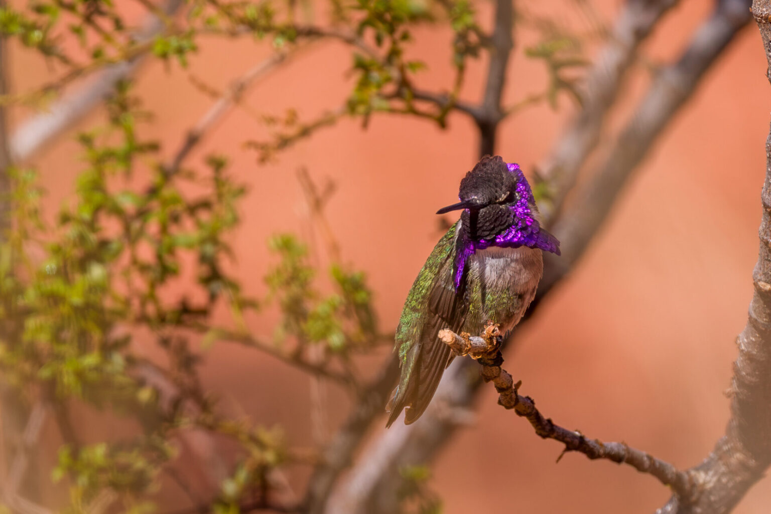 Costa's Hummingbird