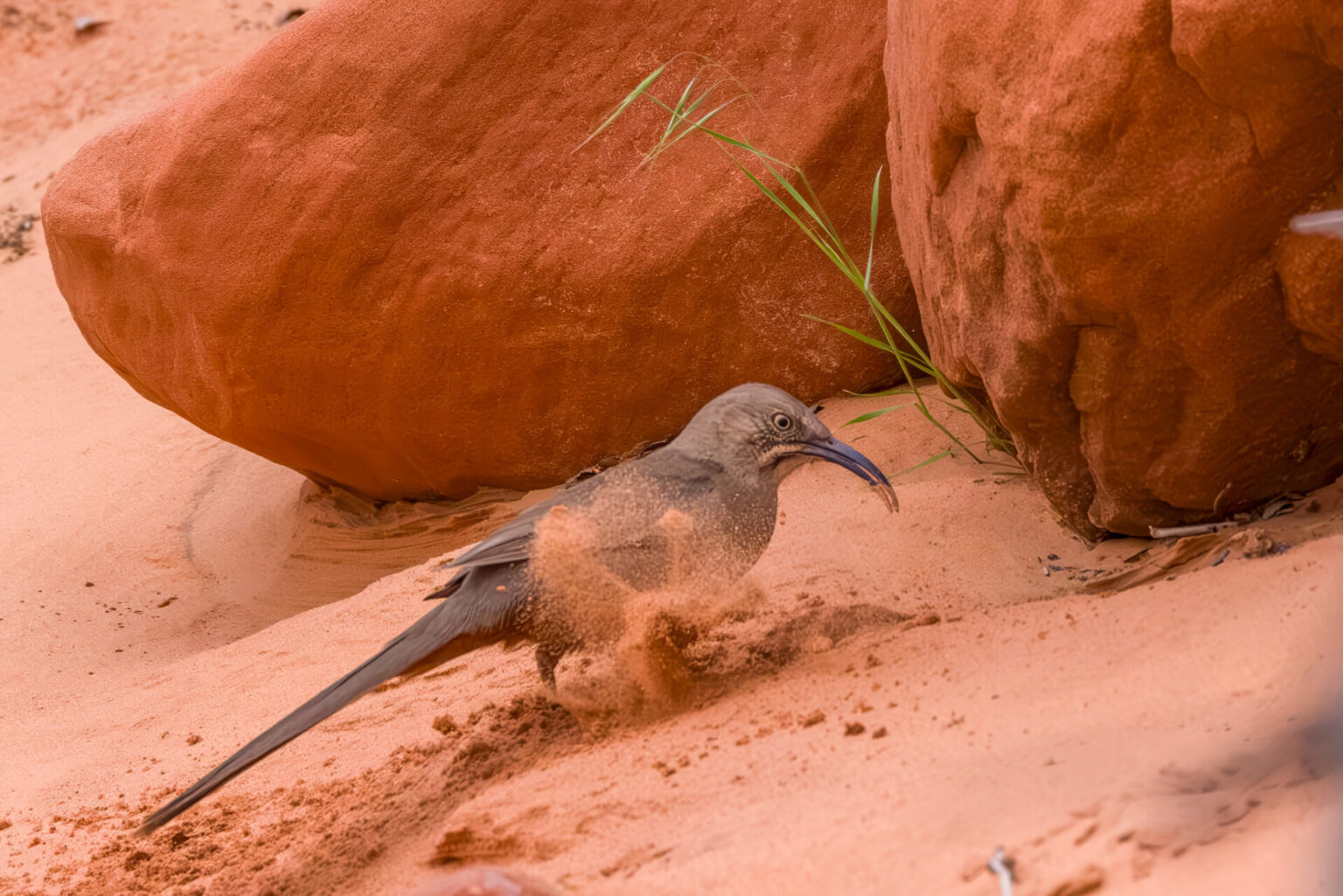 Crissal Thrasher Digging in the Sand