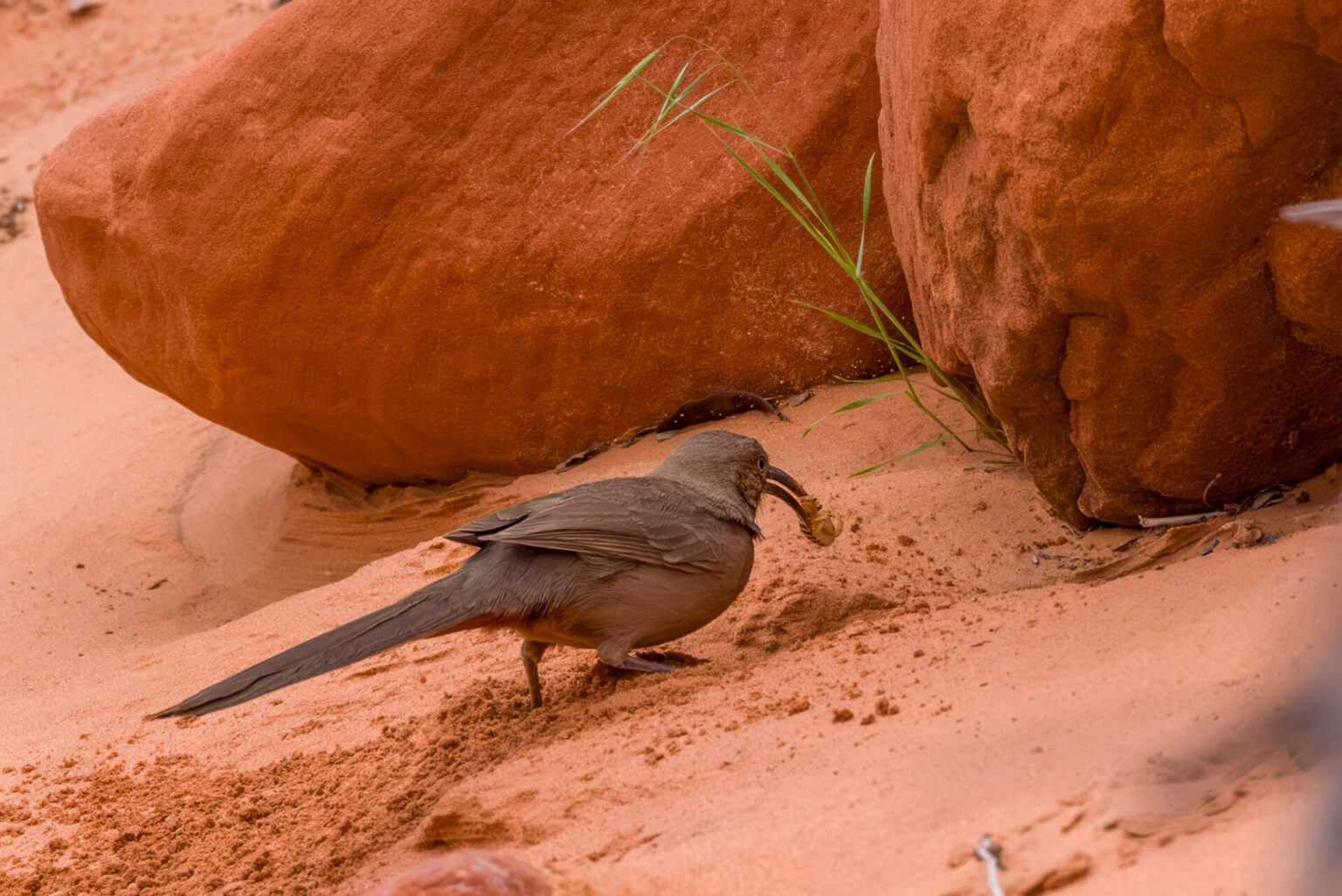 Crissal Thrasher Gets the Grub