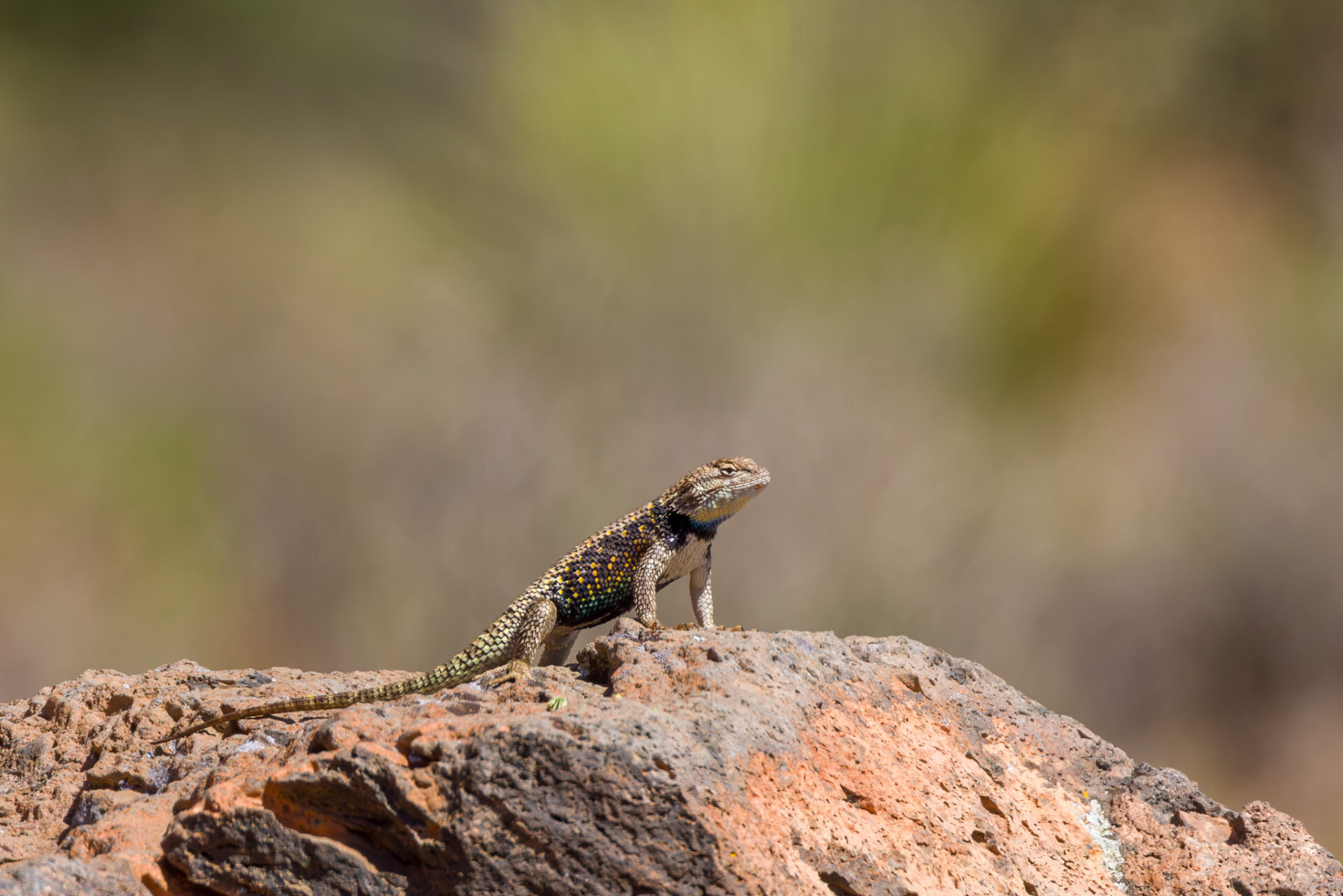 Yellow-backed Spiny Lizard on Rock