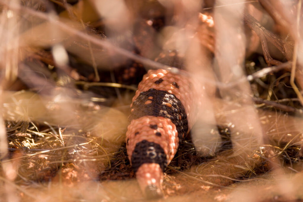 Fat Tail in the Bush