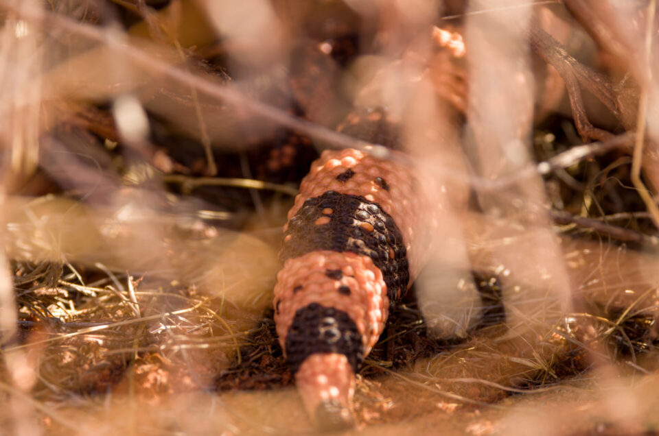 Fat Tail in the Bush