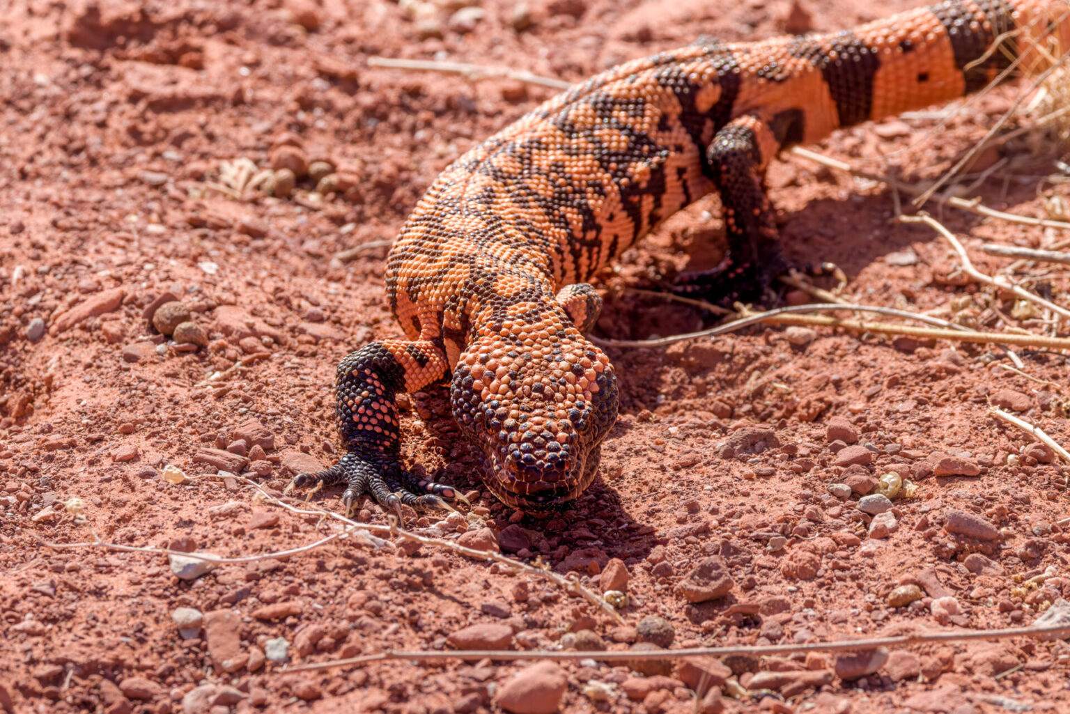 Gila Monster Coming Forward
