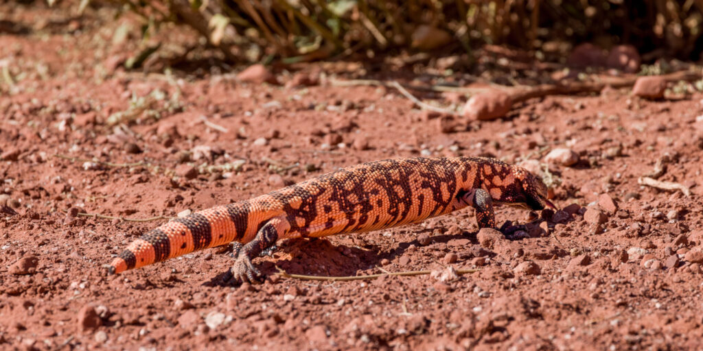 First Complete Photo of a Gila Monster